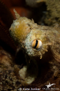 A common octopus peers inquisitively from his hiding plac... by Kate Jonker 